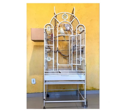 Animais Estimação à Venda Irajá Rio de Janeiro RJ - Fotos para Viveiro grande 800 Reais com 4 calopsitas