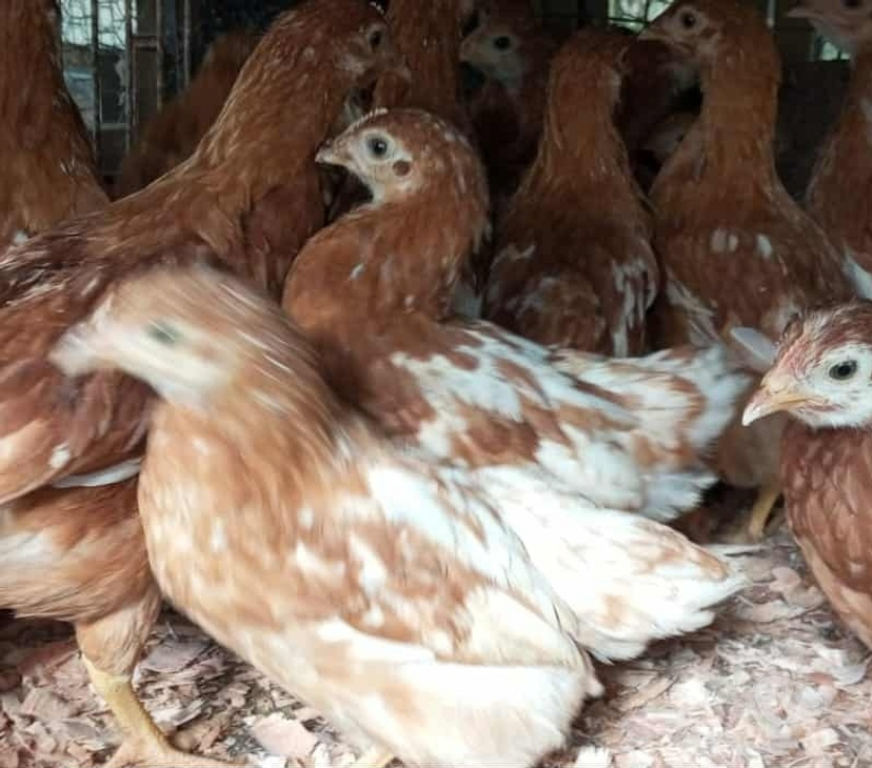 Animais do Campo Gravatai RS - Fotos para lote 10 franguinhas poedeiras de alta postura 280 reais