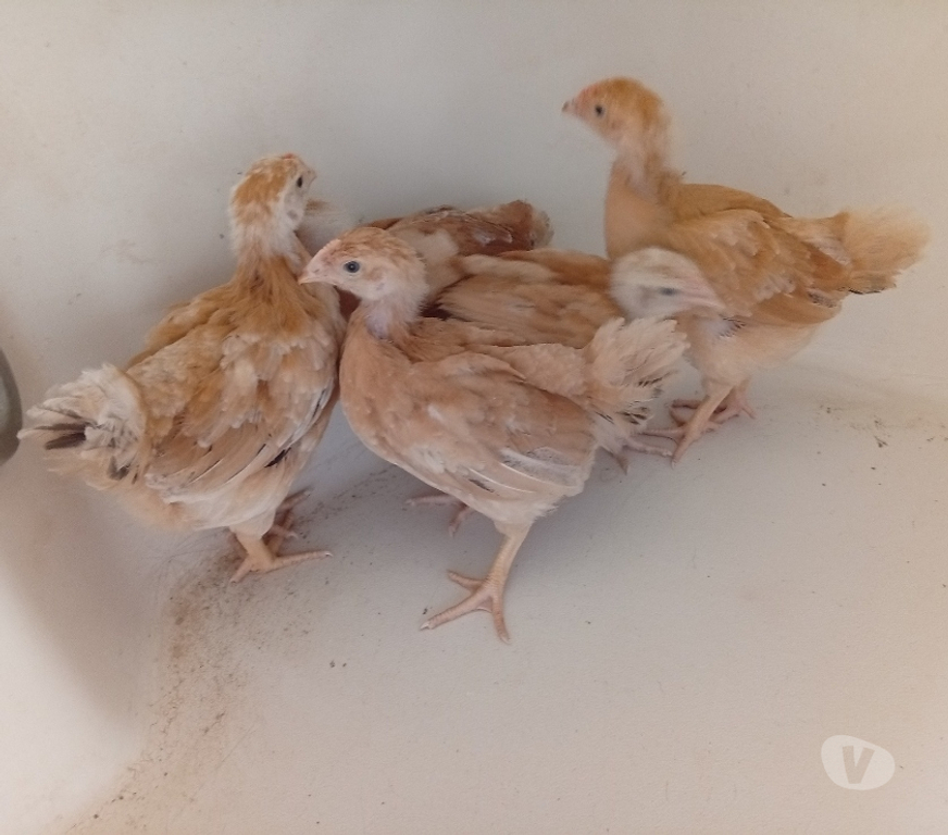 Animais do Campo Gravatai RS - Fotos para franguinhas poedeiras de alta postura