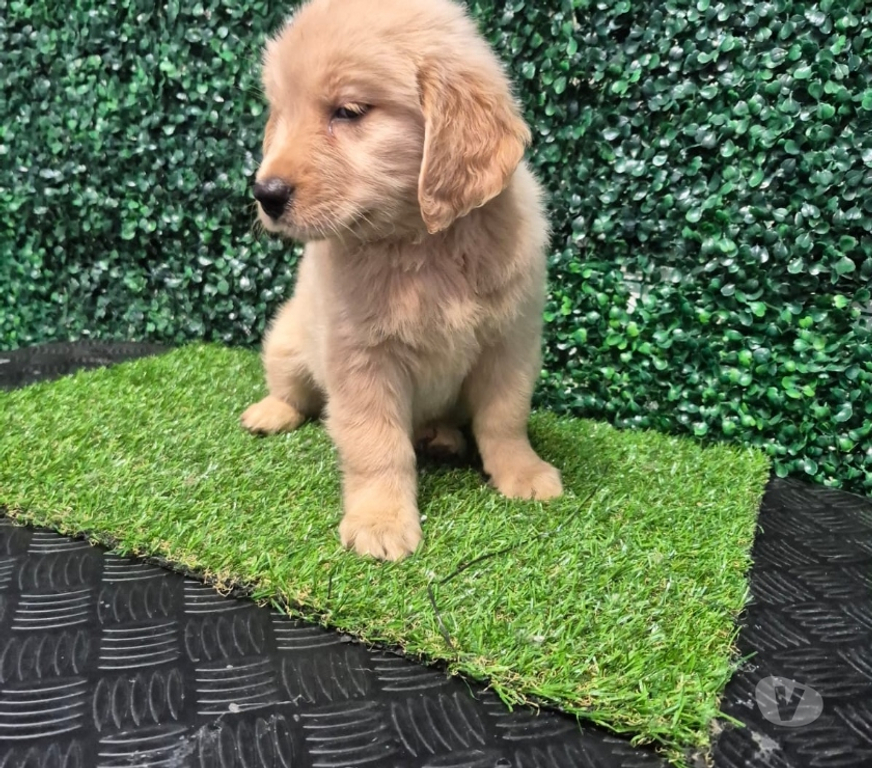 Animais Estimação à Venda Joao Pessoa PB João Pessoa Centro - Fotos para Golden Retrivie