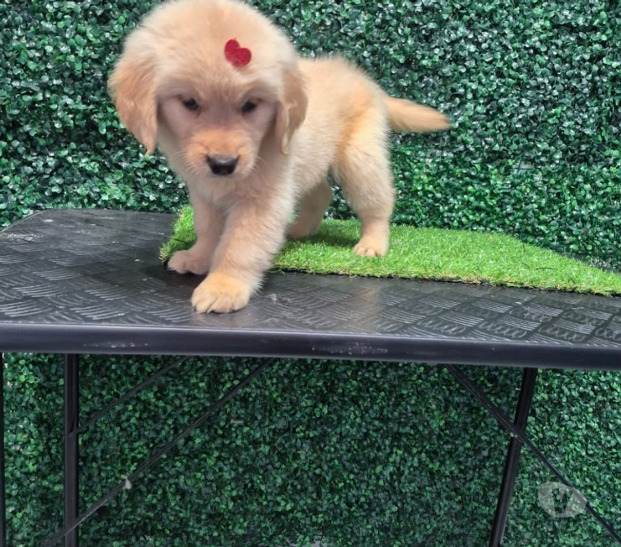 Animais Estimação à Venda Joao Pessoa PB João Pessoa Centro - Fotos para Golden Retrivie