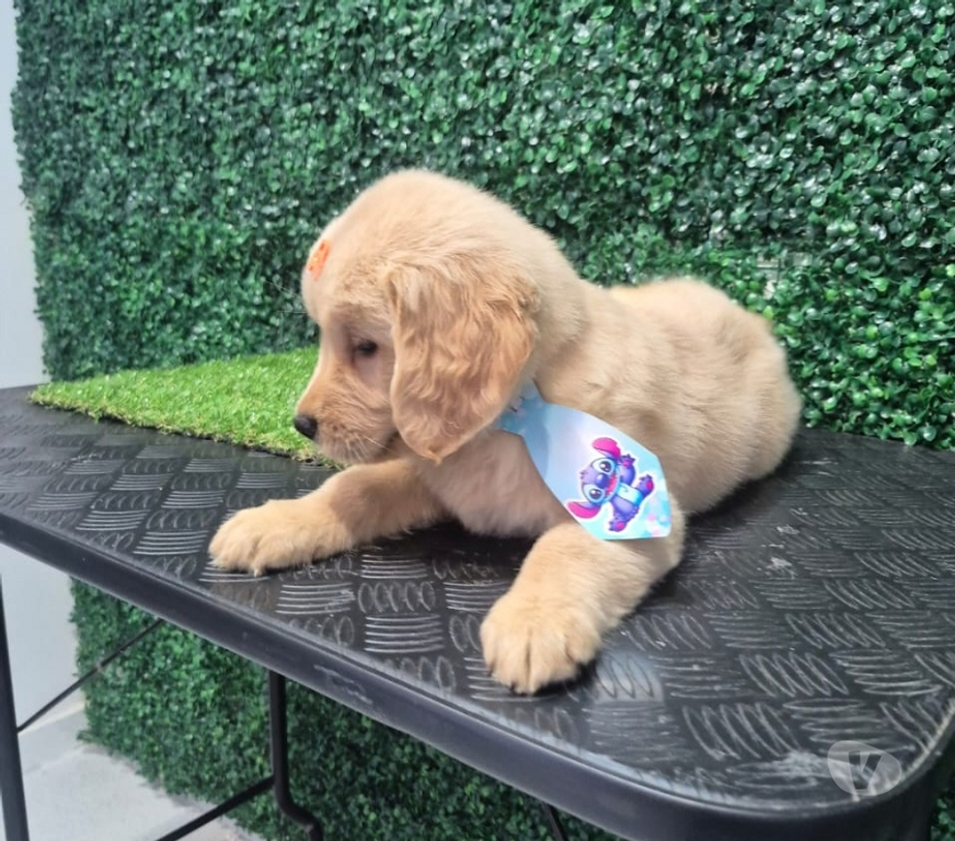 Animais Estimação à Venda Joao Pessoa PB João Pessoa Centro - Fotos para Golden Retrivie