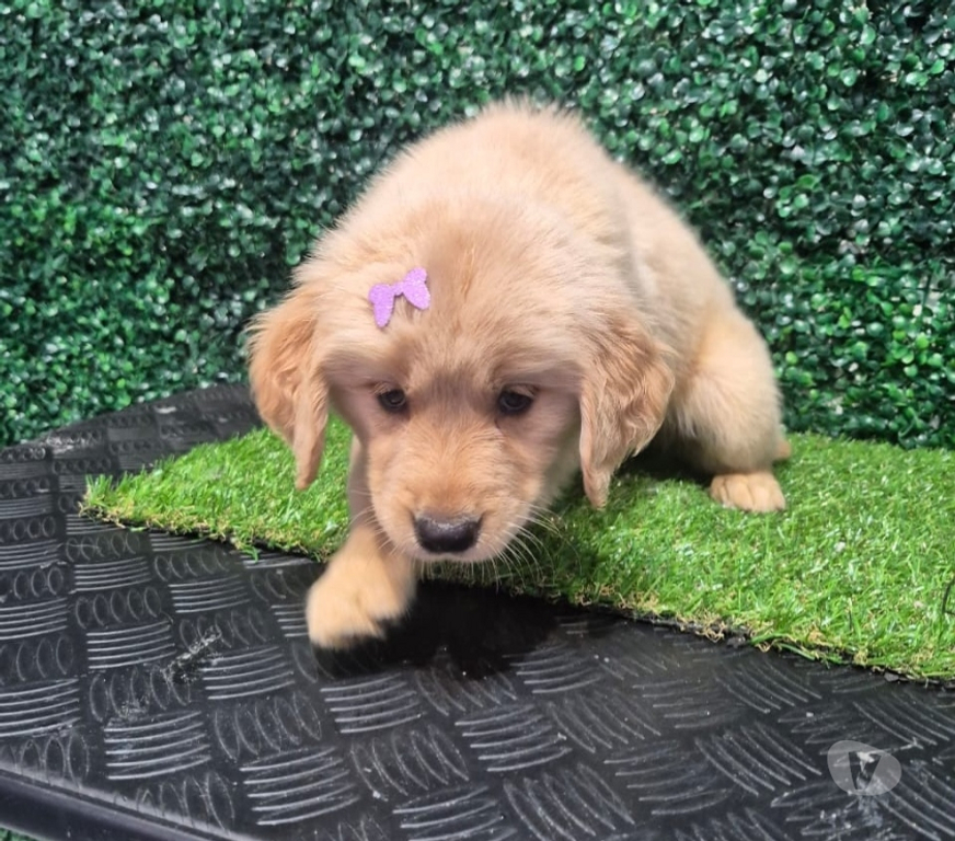 Animais Estimação à Venda Joao Pessoa PB João Pessoa Centro - Fotos para Golden Retrivie