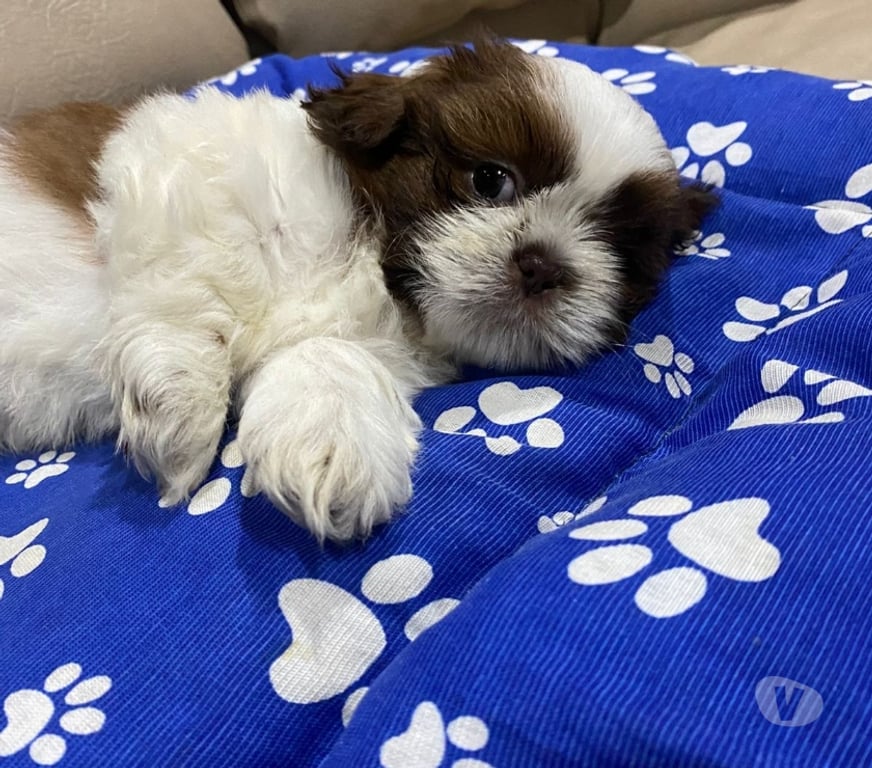 Animais Estimação à Venda Grande Sao Paulo SP Guarulhos - Fotos para Filhotes de Shitzu Macho