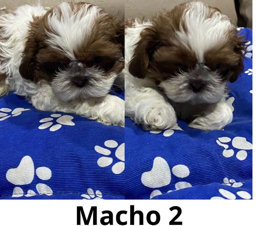 Animais Estimação à Venda Grande Sao Paulo SP Guarulhos - Fotos para Filhotes de Shitzu Macho