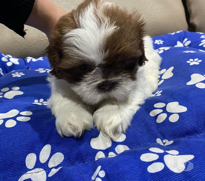 Animais Estimação à Venda Grande Sao Paulo SP Guarulhos - Fotos para Filhotes de Shitzu Macho