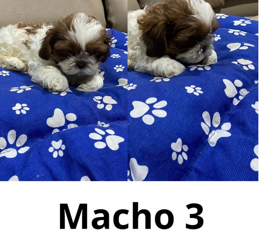Animais Estimação à Venda Grande Sao Paulo SP Guarulhos - Fotos para Filhotes de Shitzu Macho