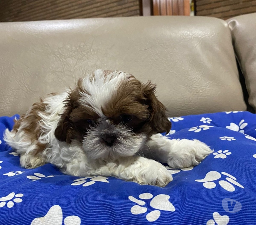 Animais Estimação à Venda Grande Sao Paulo SP Guarulhos - Fotos para Filhotes de Shitzu Macho