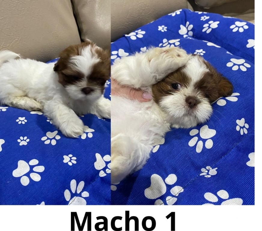 Animais Estimação à Venda Grande Sao Paulo SP Guarulhos - Fotos para Filhotes de Shitzu Macho