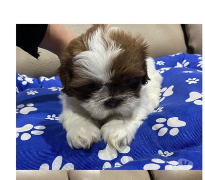 Animais Estimação à Venda Guarulhos Grande Sao Paulo SP - Fotos para Filhotes de Shitzu Macho