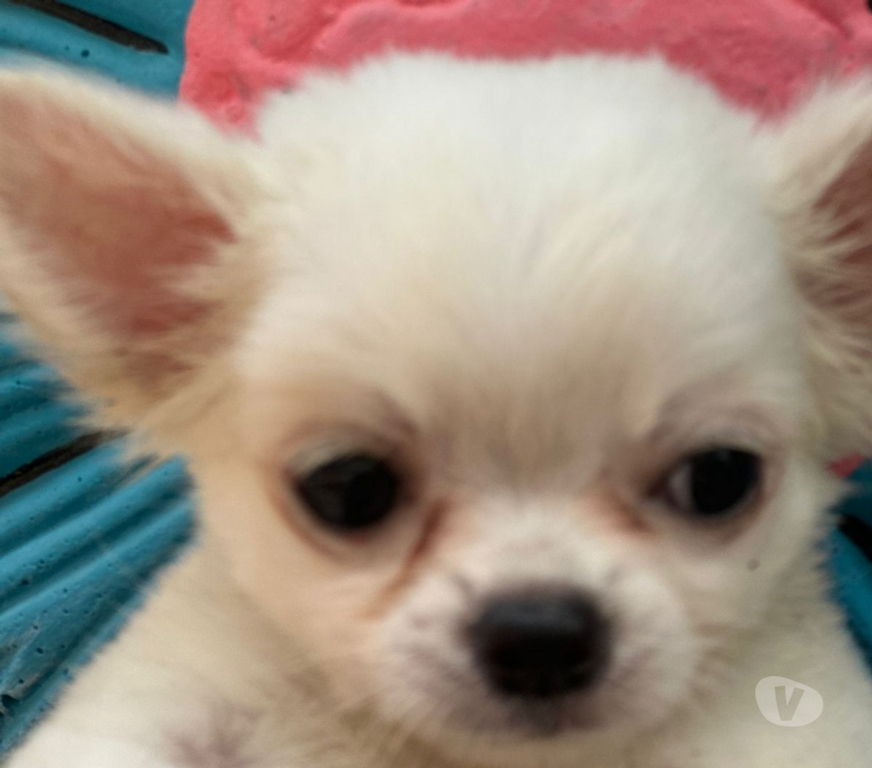 Animais Estimação à Venda Sao Goncalo RJ - Fotos para Venham Logo !!! Filhote de Chihuahua Branco Pelo Longo