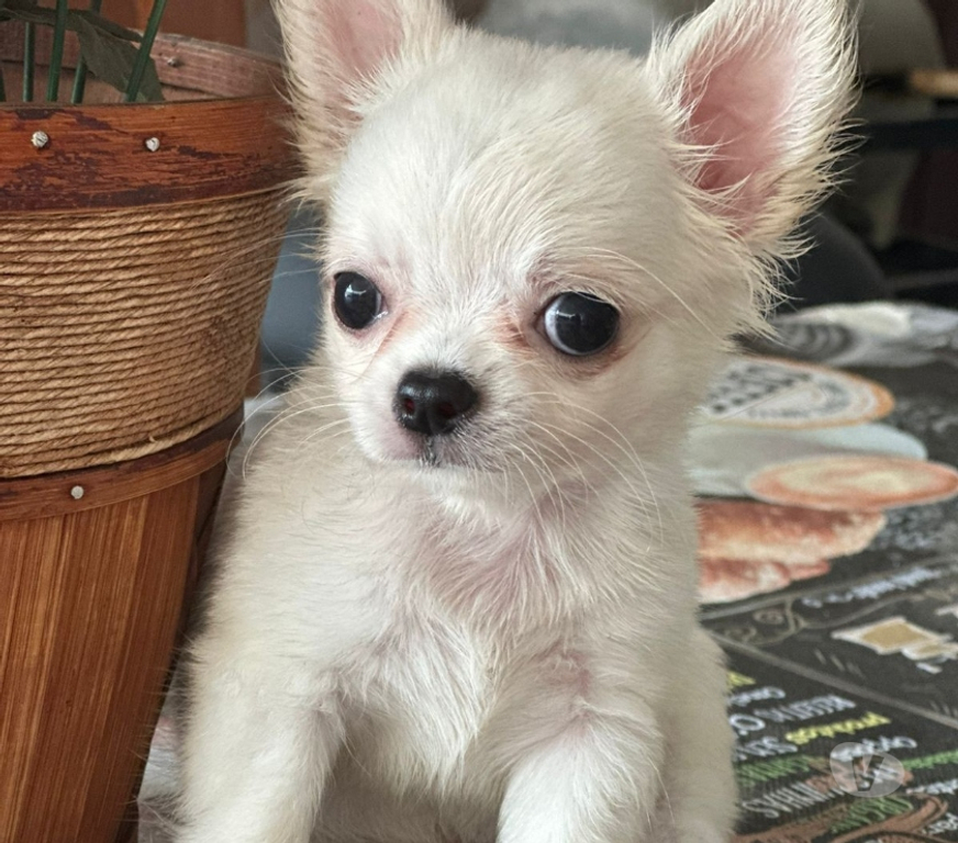 Animais Estimação à Venda Sao Goncalo RJ - Fotos para Venham Logo !!! Filhote de Chihuahua Branco Pelo Longo
