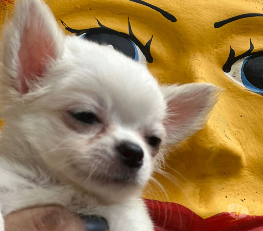 Animais Estimação à Venda Sao Goncalo RJ - Fotos para Venham Logo !!! Filhote de Chihuahua Branco Pelo Longo