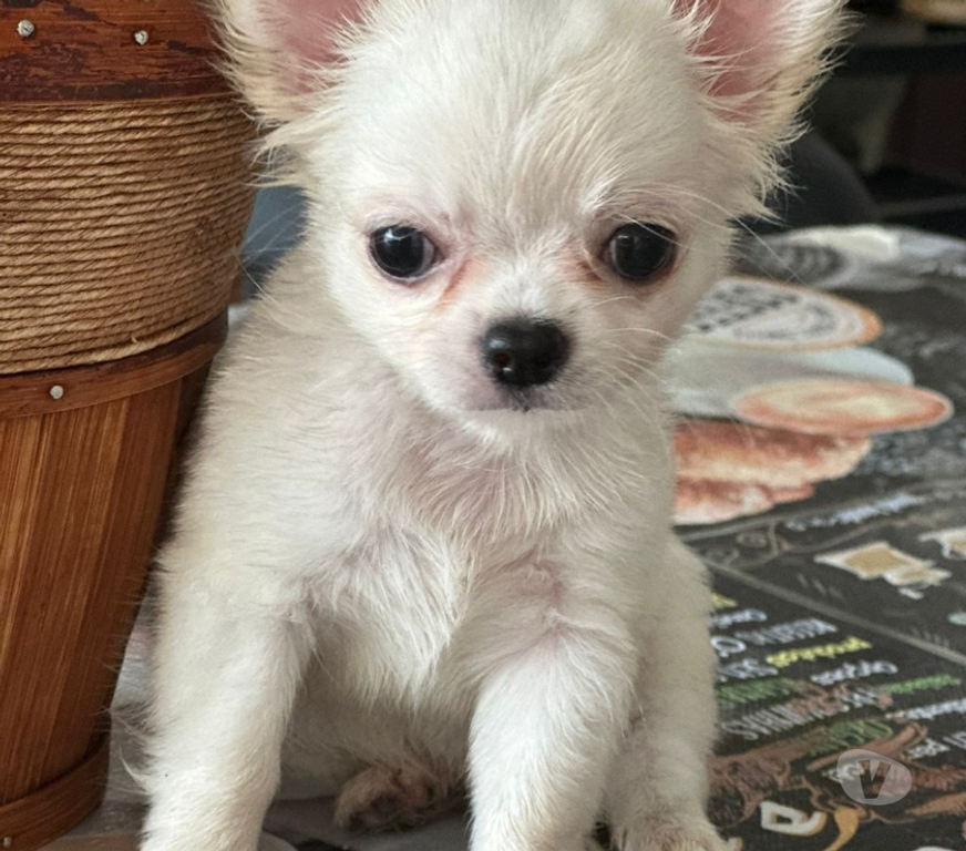Animais Estimação à Venda Sao Goncalo RJ - Fotos para Venham Logo !!! Filhote de Chihuahua Branco Pelo Longo