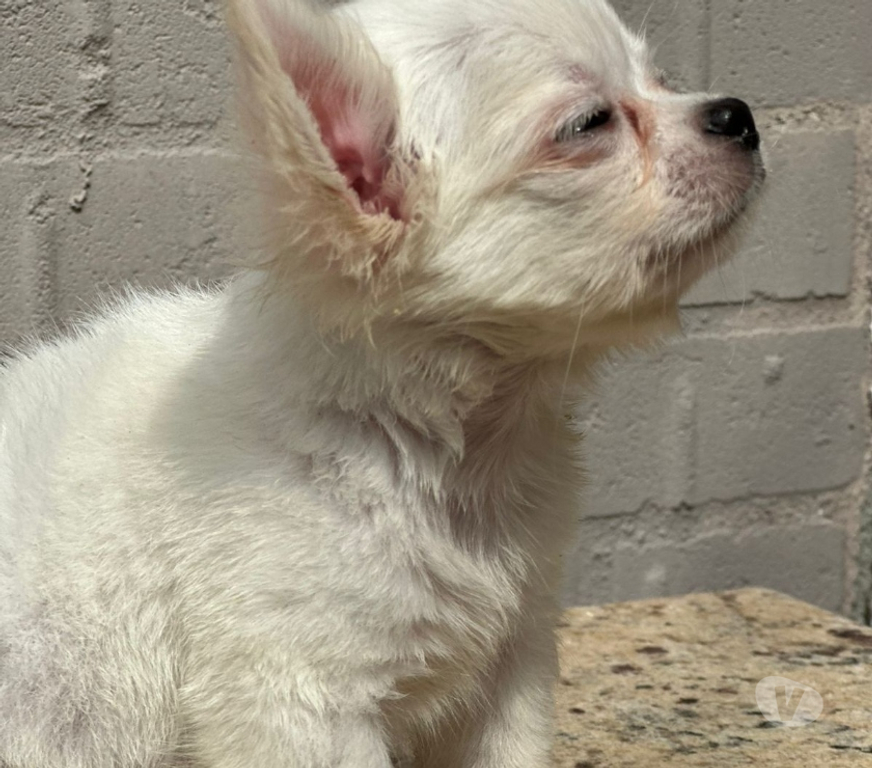 Animais Estimação à Venda Sao Goncalo RJ - Fotos para Venham Logo !!! Filhote de Chihuahua Branco Pelo Longo