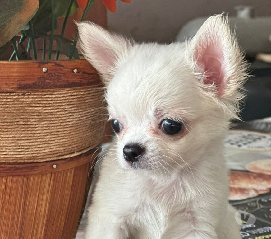 Animais Estimação à Venda Sao Goncalo RJ - Fotos para Venham Logo !!! Filhote de Chihuahua Branco Pelo Longo