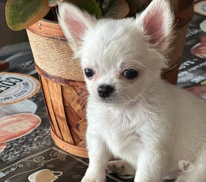 Animais Estimação à Venda - Fotos para Venham Logo !!! Filhote de Chihuahua Branco Pelo Longo