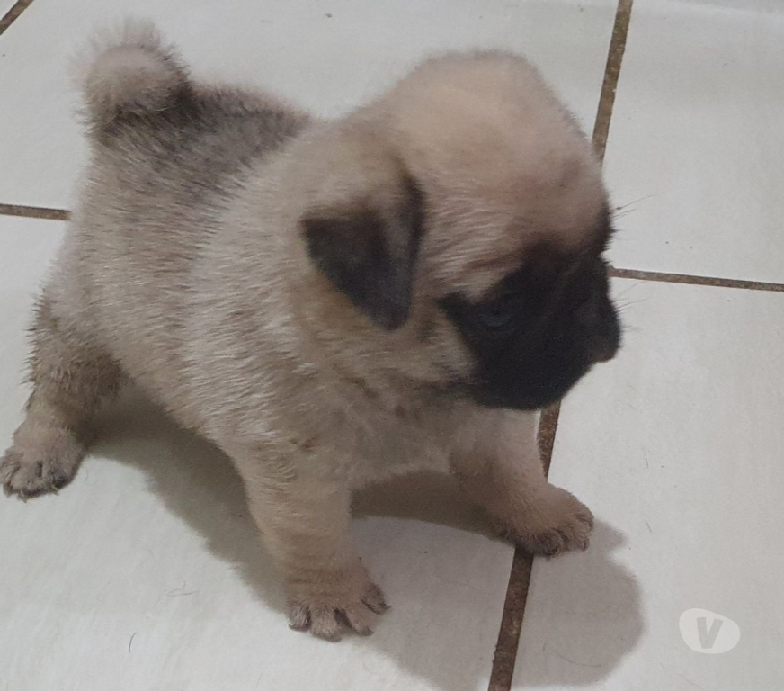 Animais Estimação à Venda Nova Iguacu RJ - Fotos para lindas femeas de pug com documentaçao