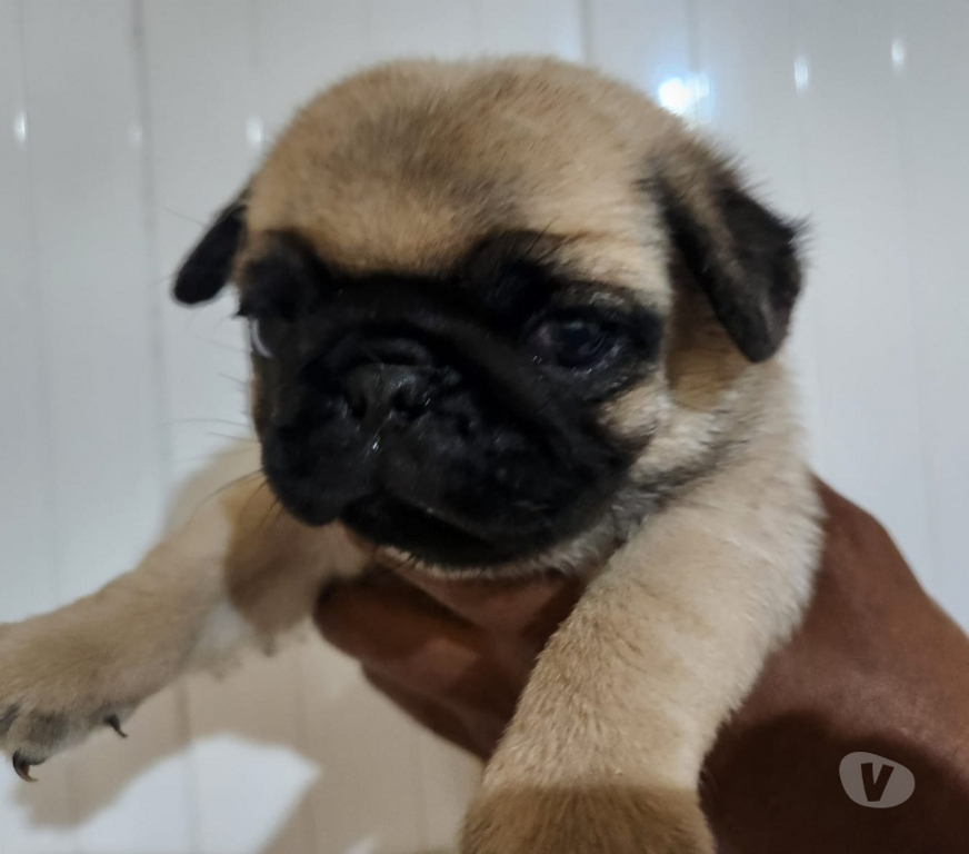 Animais Estimação à Venda Nova Iguacu RJ - Fotos para lindas femeas de pug com documentaçao
