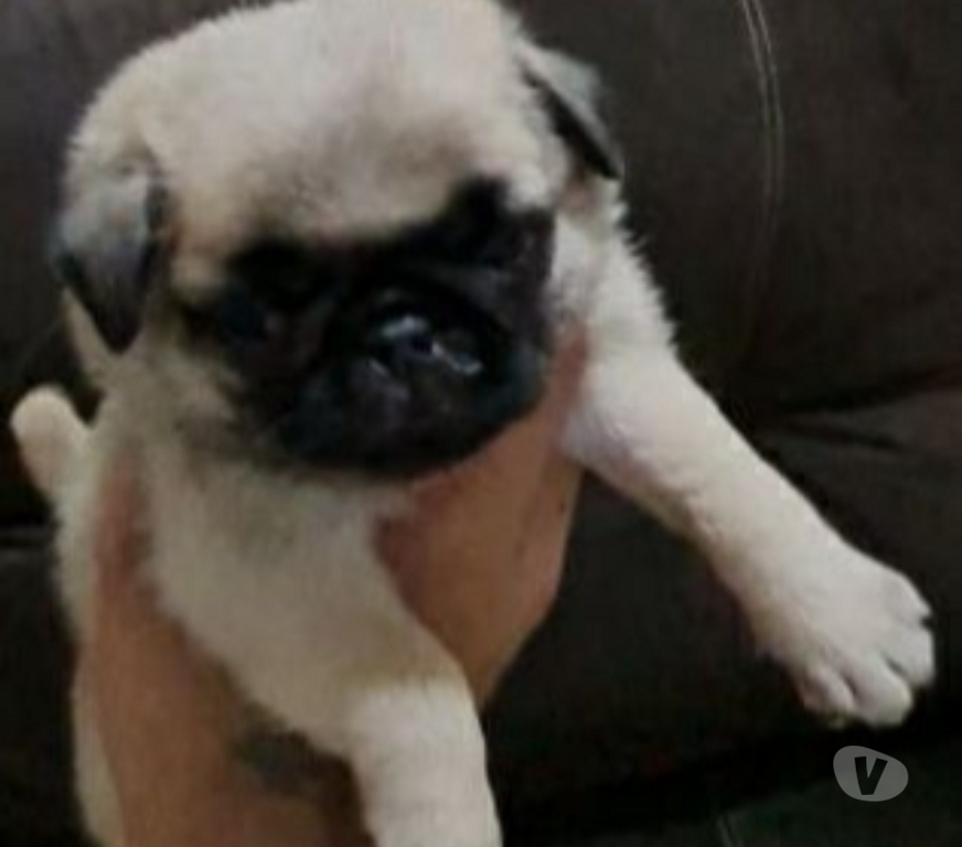 Animais Estimação à Venda Nova Iguacu RJ - Fotos para lindas femeas de pug com documentaçao