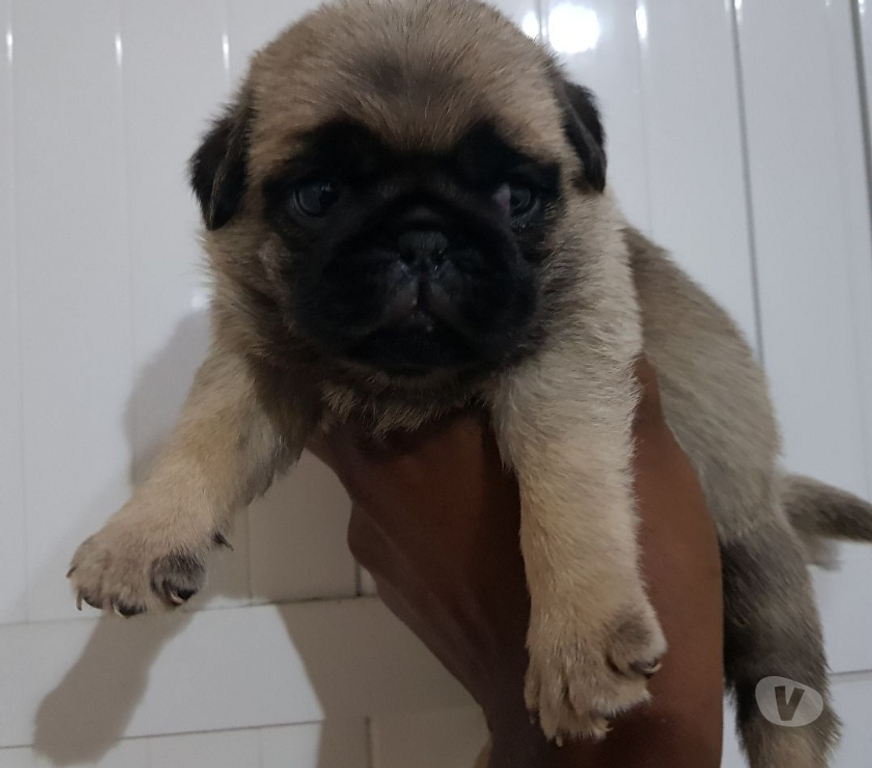 Animais Estimação à Venda Nova Iguacu RJ - Fotos para lindos filhotes de pug com pedigree opcional