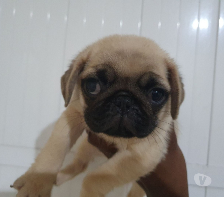 Animais Estimação à Venda Nova Iguacu RJ - Fotos para lindos filhotes de pug com pedigree opcional