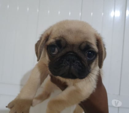 Animais Estimação à Venda - Fotos para lindos filhotes de pug com pedigree opcional