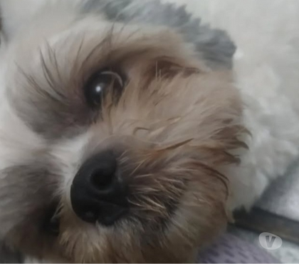 Animais Estimação à Venda - Fotos para Shih Tzu fêmea em busca de novo lar