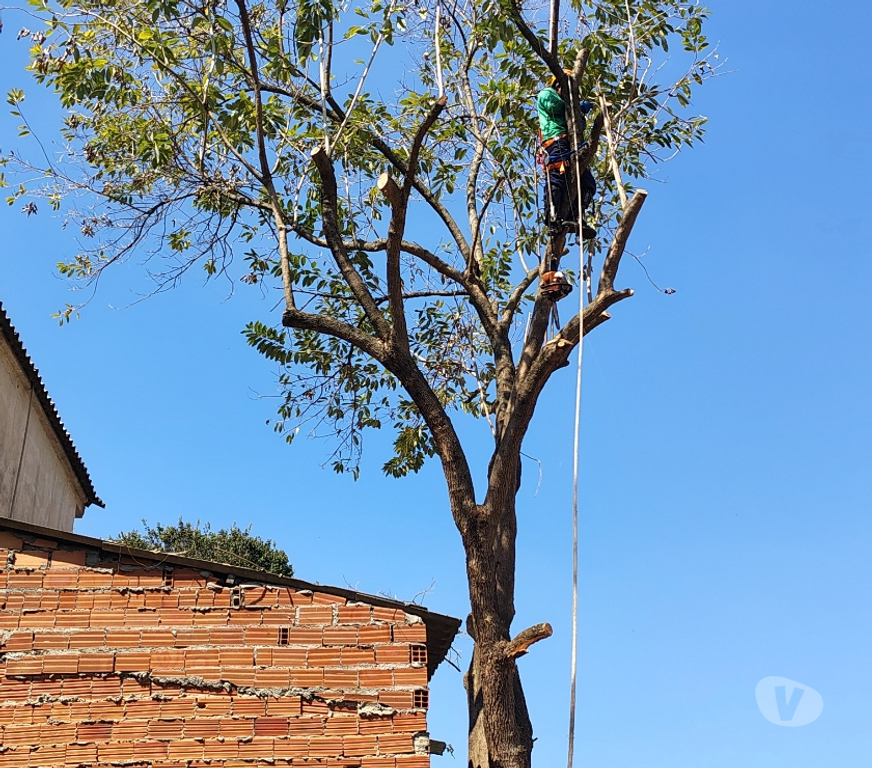 Outros serviços Sao Paulo SP Jabaquara - Fotos para Destocador rebaixador de tocos