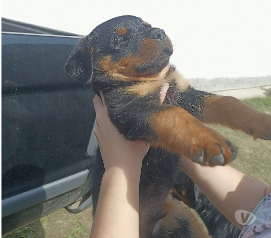 Animais Estimação à Venda Marica RJ - Fotos para Lindos filhotes de Rottweiler legítimos
