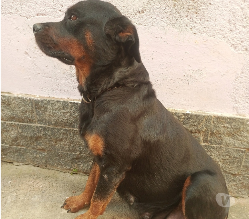 Animais Estimação à Venda Marica RJ - Fotos para Lindos filhotes de Rottweiler legítimos