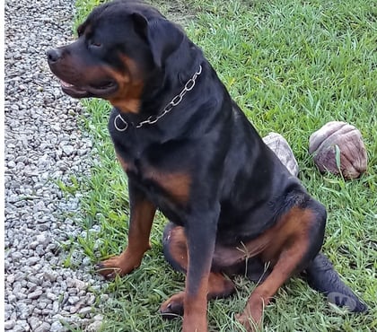 Animais estimação à venda - Fotos para Lindos filhotes de Rottweiler legítimos