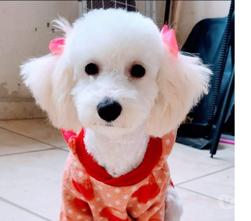 Animais Estimação à Venda Rio de Janeiro RJ Bangu - Fotos para LIndos filhotes de poodle médio.