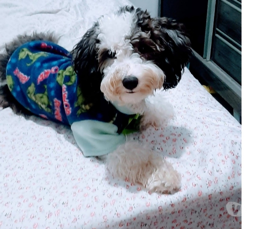 Animais Estimação à Venda Rio de Janeiro RJ Bangu - Fotos para LIndos filhotes de poodle médio.
