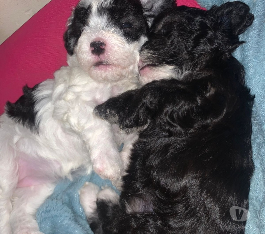 Animais Estimação à Venda Rio de Janeiro RJ Bangu - Fotos para LIndos filhotes de poodle médio.