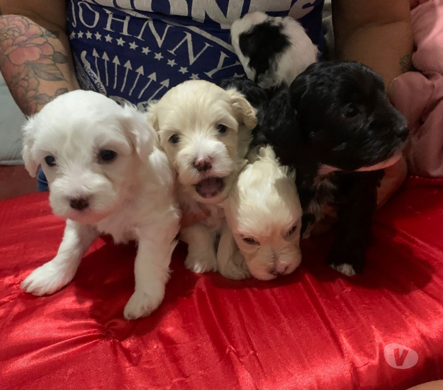 Animais Estimação à Venda Rio de Janeiro RJ Bangu - Fotos para LIndos filhotes de poodle médio.