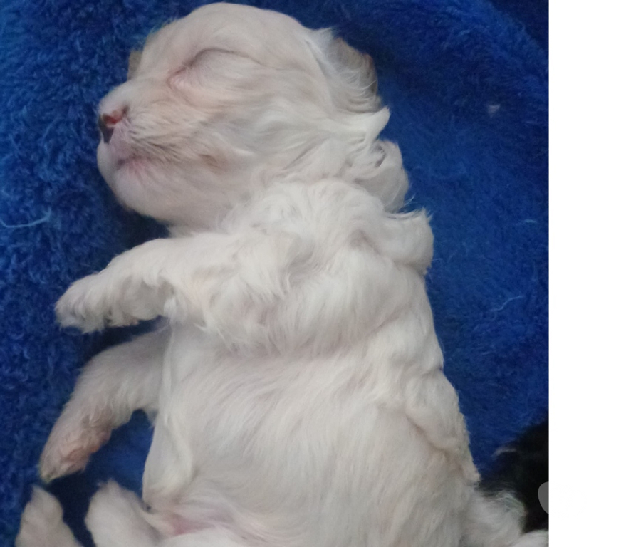 Animais Estimação à Venda Rio de Janeiro RJ Bangu - Fotos para LIndos filhotes de poodle médio.