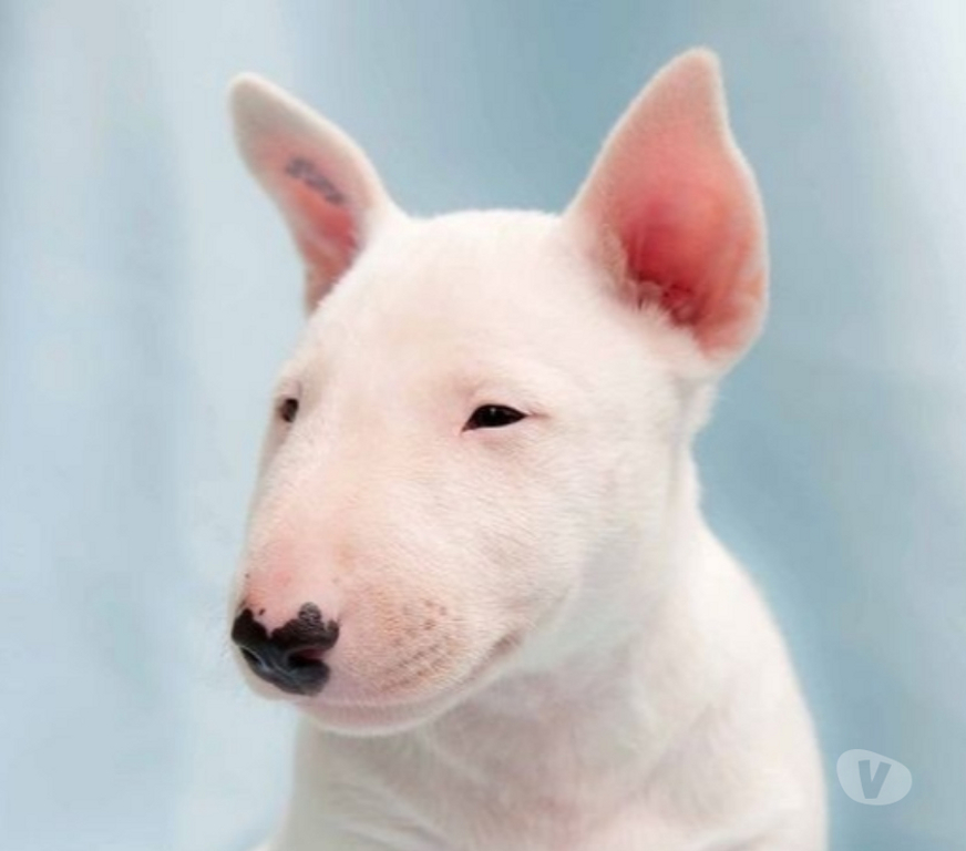 Animais Estimação à Venda Sao Paulo SP Barra Funda - Fotos para Cães Filhotes de Bull Terrier