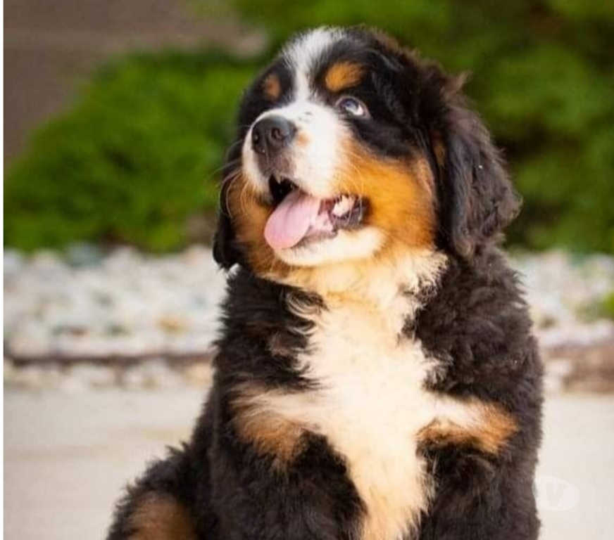 Animais Estimação à Venda Sao Paulo SP Butantã - Fotos para Bernese Mountain Filhotes Disponiveis