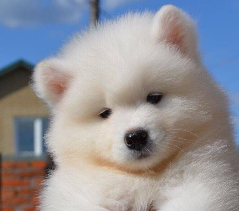 Animais Estimação à Venda Casa Verde Sao Paulo SP - Fotos para Samoieda Filhotes do Sorriso