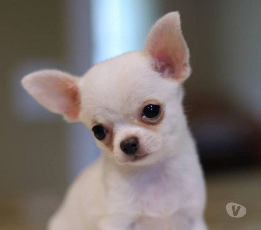 Animais Estimação à Venda Sao Paulo SP Moema - Fotos para Chihuahua Cãezinhos Minúsculos
