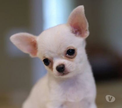 Animais estimação à venda Moema Sao Paulo SP - Fotos para Chihuahua Cãezinhos Minúsculos
