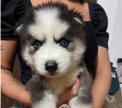 Animais estimação à venda Consolação Sao Paulo SP - Fotos para Husky Siberiano de Olhos Azuis