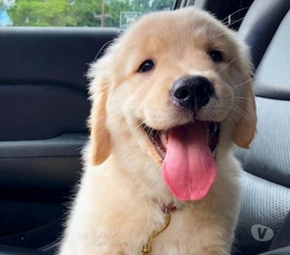 Animais Estimação à Venda M'Boi Mirim Sao Paulo SP - Fotos para Golden Retriever Pelagem Longa Super Lindos