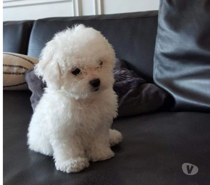 Animais Estimação à Venda Sao Paulo SP Pinheiros - Fotos para Maltes Filhotinhos Super Fofinhos
