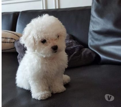 Animais Estimação à Venda Pinheiros Sao Paulo SP - Fotos para Maltes Filhotinhos Super Fofinhos