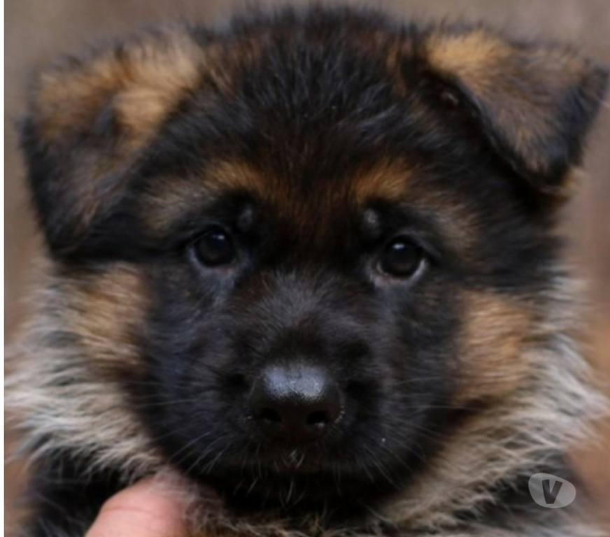 Animais Estimação à Venda Sao Paulo SP Aricanduva - Fotos para Pastor Alemão Capa Preta Filhotes