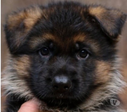 Animais estimação à venda Aricanduva Sao Paulo SP - Fotos para Pastor Alemão Capa Preta Filhotes