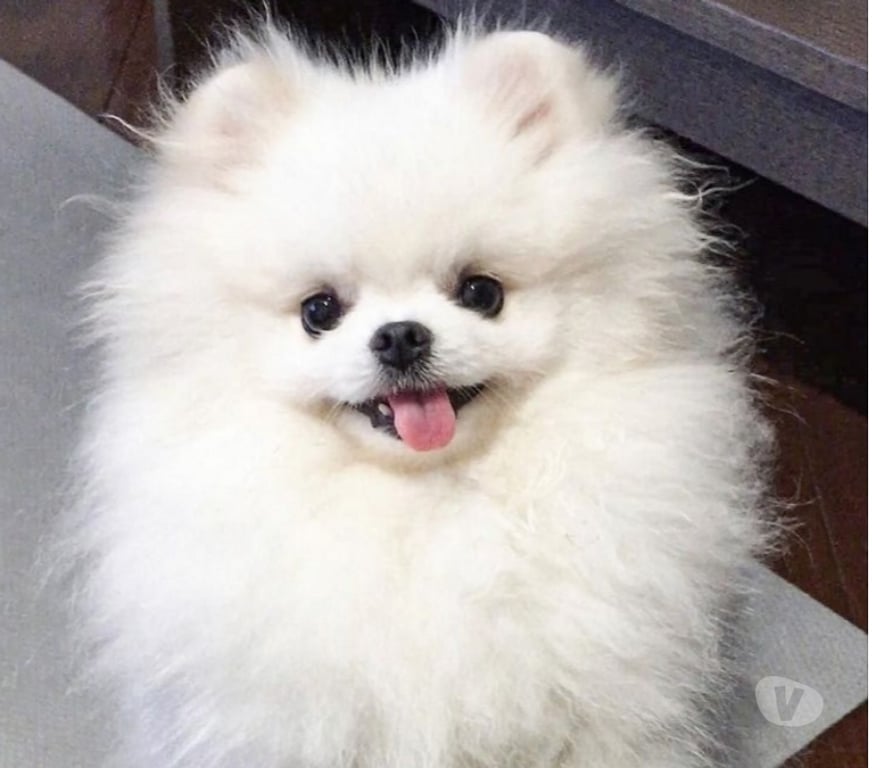 Animais Estimação à Venda Sao Paulo SP Campo Belo - Fotos para Lulu da Pomerânia Cães Tamanho Anão