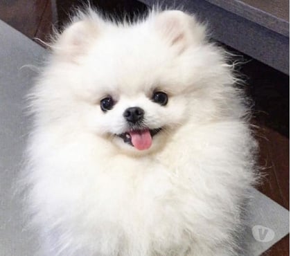 Animais estimação à venda Campo Belo Sao Paulo SP - Fotos para Lulu da Pomerânia Cães Tamanho Anão